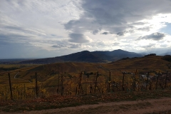 jeunes mariés 2017 Ingersheim (8)